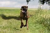 DOGUE ALLEMAND 378